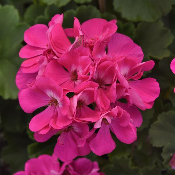 Zonal Geranium Moonlight™ Blue - Bloom