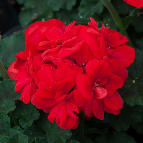 Zonal Geranium Moonlight™ Brilliant Red - Bloom