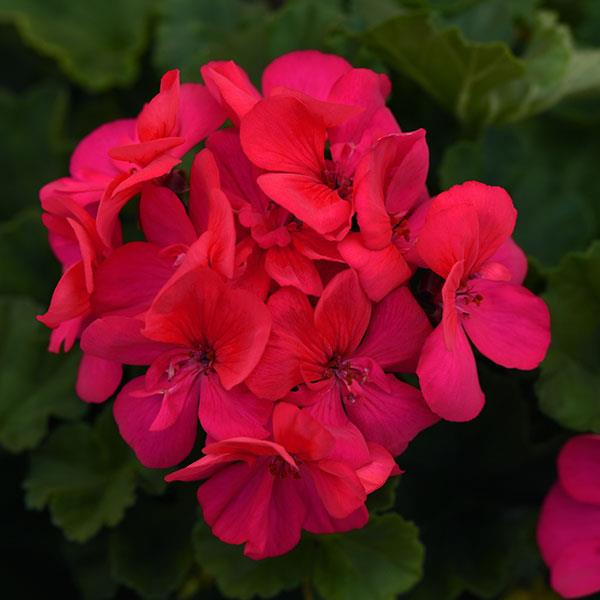 Zonal Geranium Moonlight™ Dark Fuchsia - Bloom