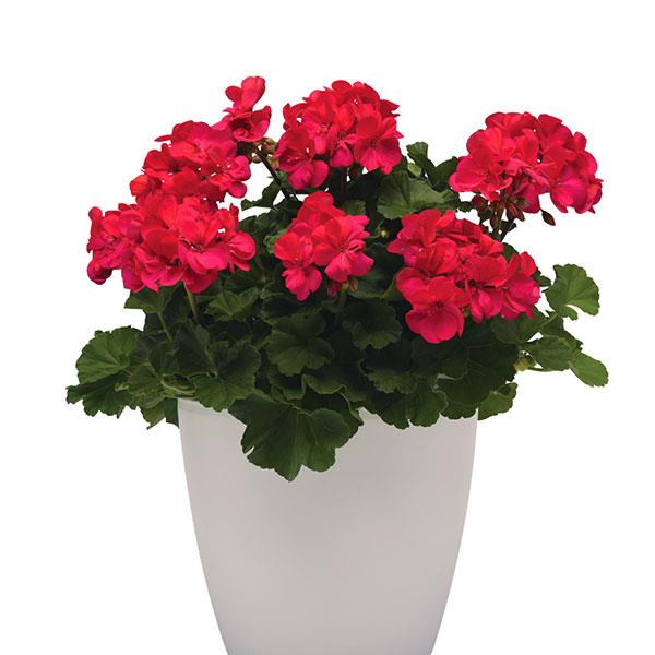 Zonal Geranium Moonlight Dark Fuchsia - Container
