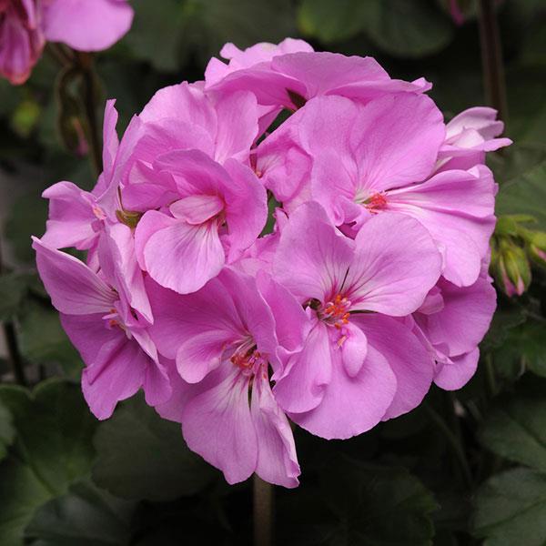 Zonal Geranium Moonlight Lavender - Bloom