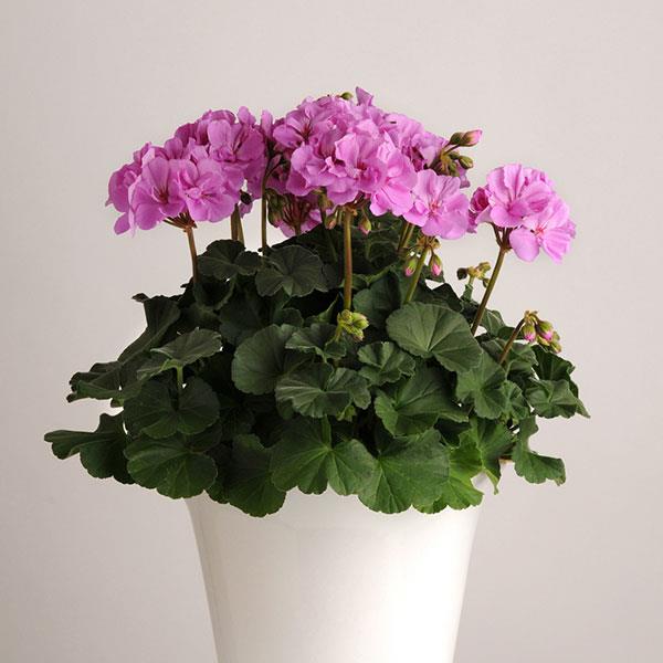 Zonal Geranium Moonlight Lavender - Container