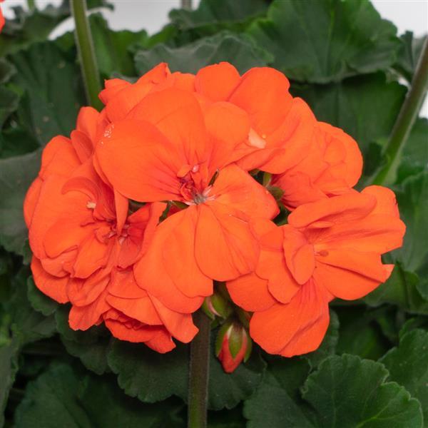 Zonal Geranium Moonlight Orange - Bloom