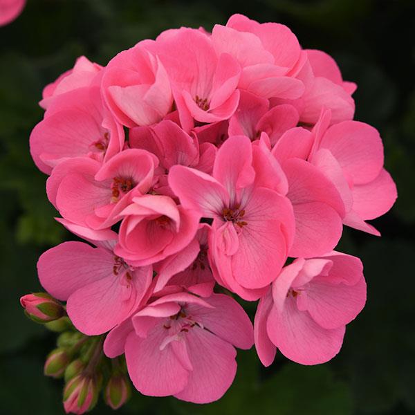 Zonal Geranium Moonlight™ Pink - Bloom