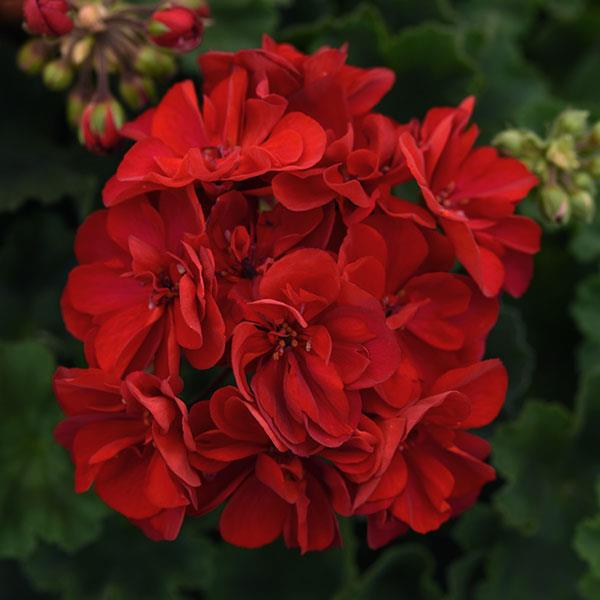 Zonal Geranium Moonlight Dark Red - Bloom