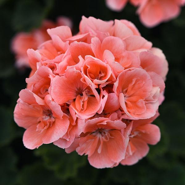 Zonal Geranium Moonlight™ Light Salmon - Bloom
