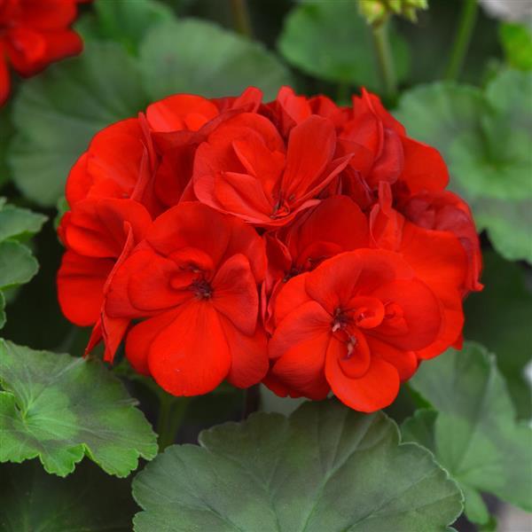 Zonal Geranium Moonlight™ Scarlet Red - Bloom