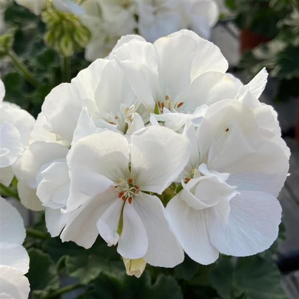 Zonal Geranium Moonlight™ White - Bloom