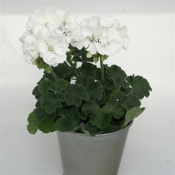 Zonal Geranium Moonlight White - Container