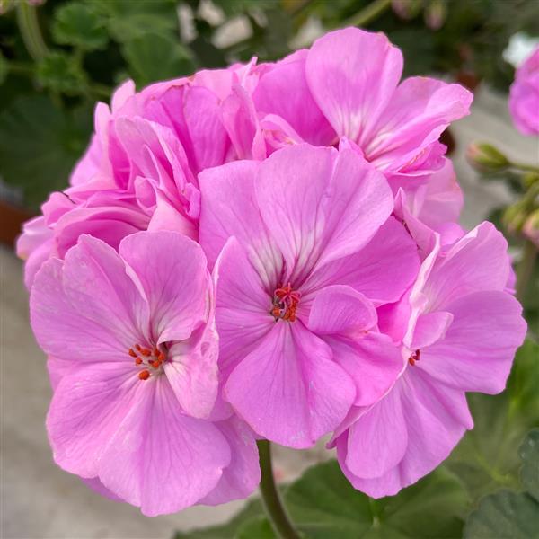 Zonal Geranium Moonlight™ Lavender 26 - Bloom