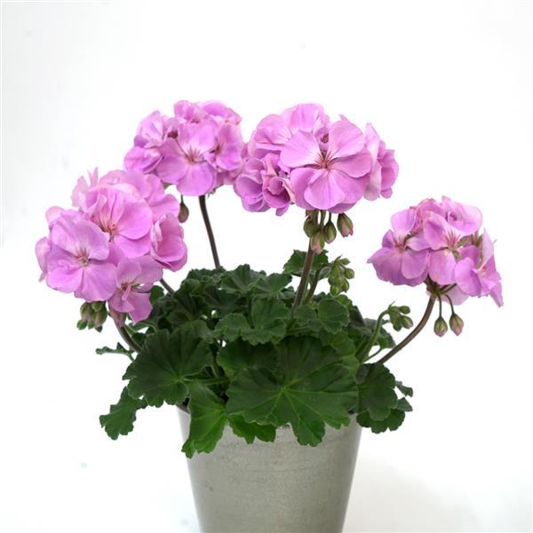 Zonal Geranium Moonlight Lavender 26 - Container