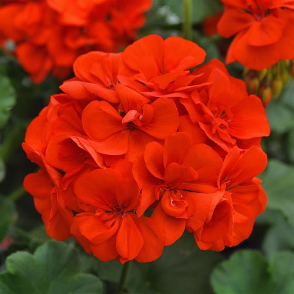 Zonal Geranium Moonlight™ Orange 26 - Bloom