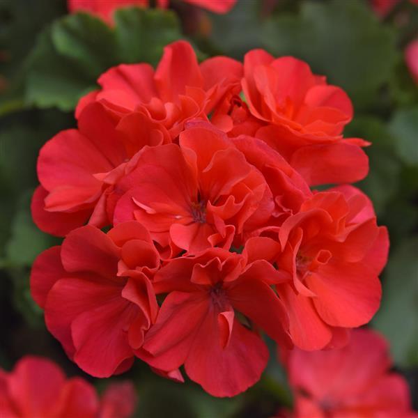 Zonal Geranium Moonlight™ Hot Coral - Bloom