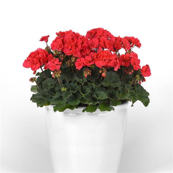 Zonal Geranium Moonlight Hot Coral - Container