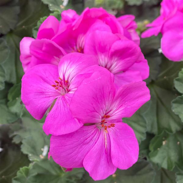 Zonal Geranium Moonlight™ Ice Blue - Bloom