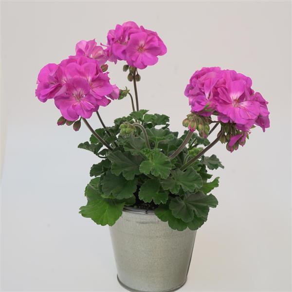 Zonal Geranium Moonlight Ice Blue - Container