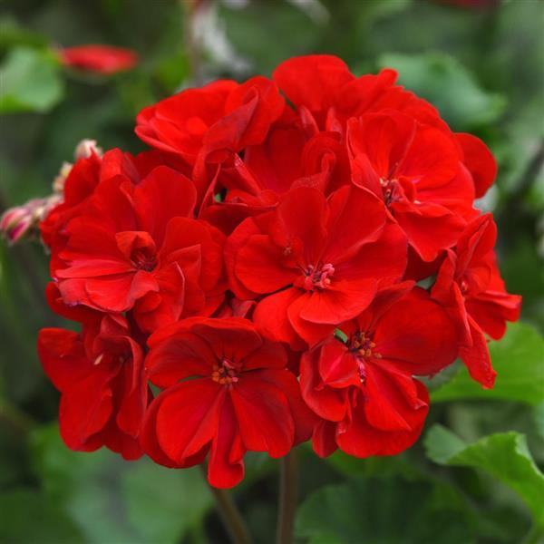 Zonal Geranium Moonlight™ Dark Red 26 - Bloom