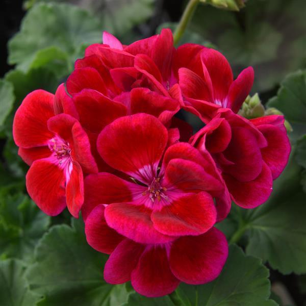 Zonal Geranium Moonlight™ Raspberry Blush - Bloom