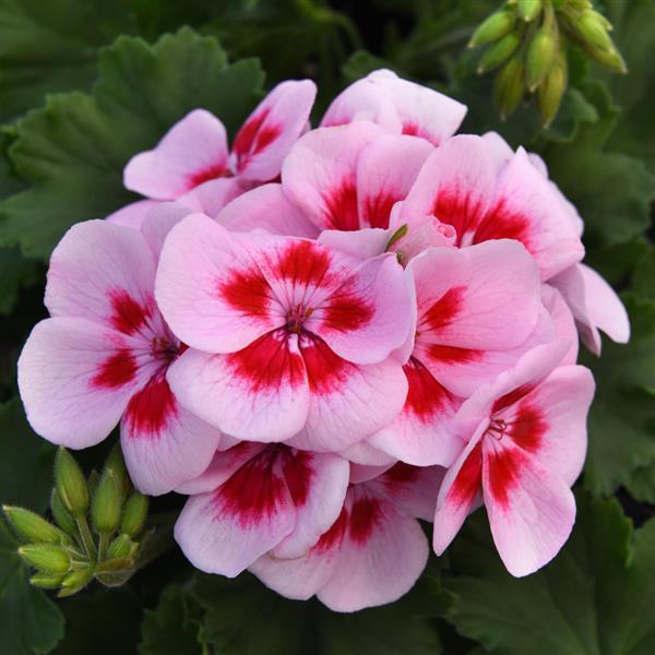 Zonal Geranium Moonlight™ Light Pink+Big Eye - Bloom