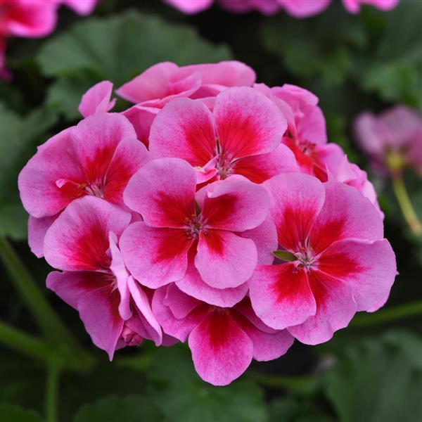 Zonal Geranium Moonlight™ Purple+Big Eye - Bloom