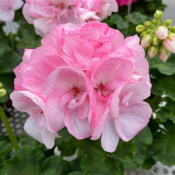 Zonal Geranium Sunrise™ Appleblossom - Bloom