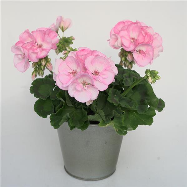 Zonal Geranium Sunrise Appleblossom - Container
