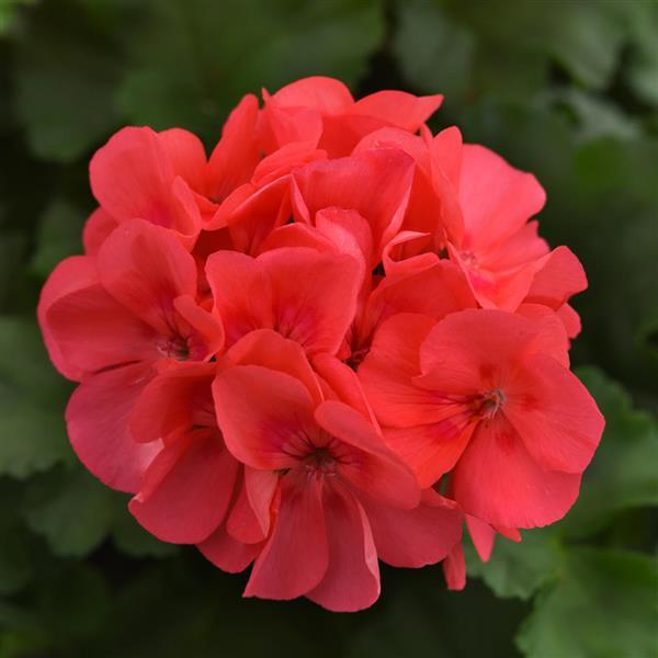 Zonal Geranium Sunrise™ Coral - Bloom