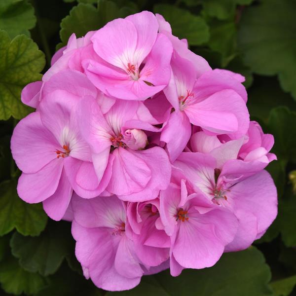 Zonal Geranium Sunrise™ Lavender - Bloom
