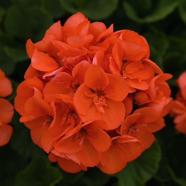 Zonal Geranium Sunrise™ Orange - Bloom