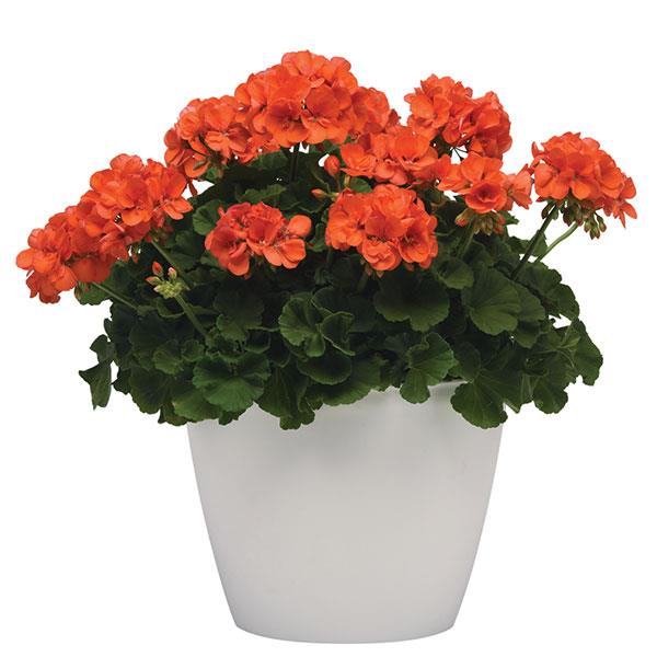 Zonal Geranium Sunrise Orange - Container