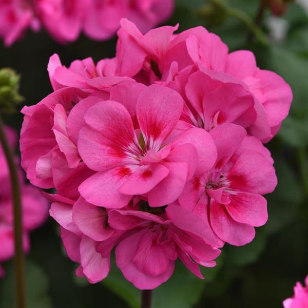 Zonal Geranium Sunrise™ Pink - Bloom