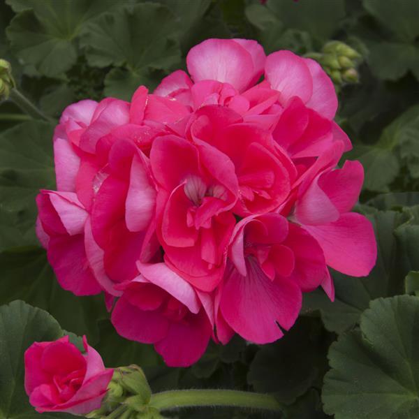 Zonal Geranium Sunrise™ Hot Pink - Bloom