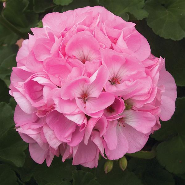 Zonal Geranium Sunrise™ Light Pink - Bloom