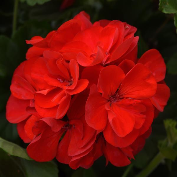 Zonal Geranium Sunrise™ Red - Bloom