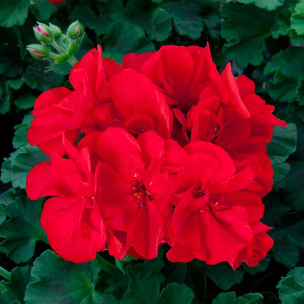 Zonal Geranium Sunrise™ Dark Red - Bloom