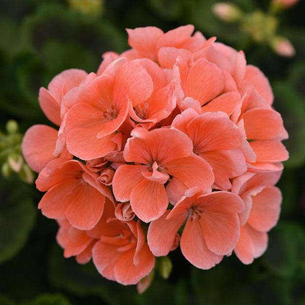Zonal Geranium Sunrise™ Salmon - Bloom