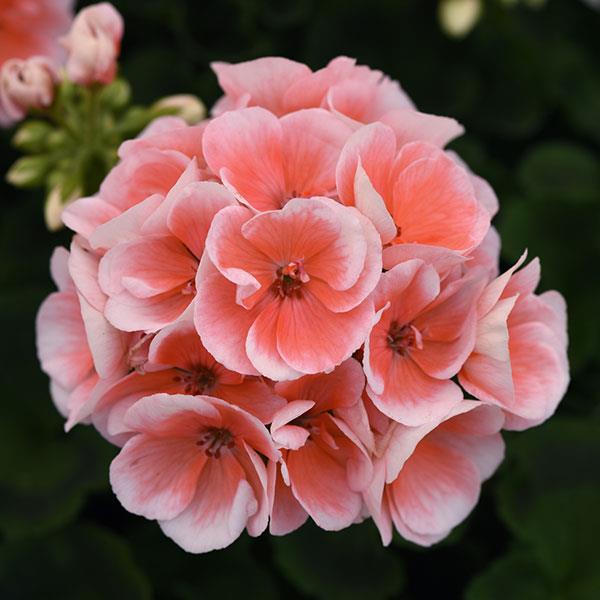 Zonal Geranium Sunrise Light Salmon - Bloom
