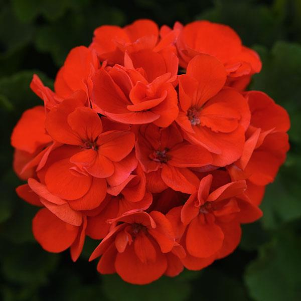 Zonal Geranium Sunrise Bright Scarlet - Bloom