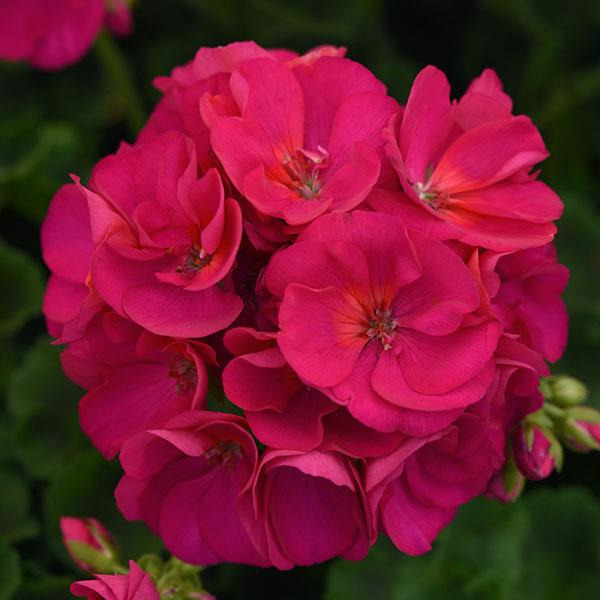 Zonal Geranium Sunrise™ Violet - Bloom