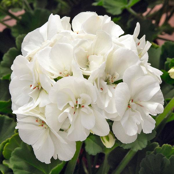 Zonal Geranium Sunrise™ White - Bloom