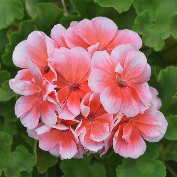 Zonal Geranium Sunrise™ Light Salmon 26 - Bloom
