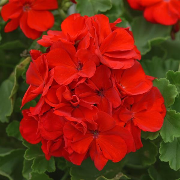 Zonal Geranium Sunrise™ Bright Scarlet 26 - Bloom
