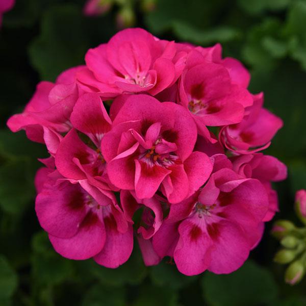 Zonal Geranium Sunrise™ Hot Rose+Eye - Bloom