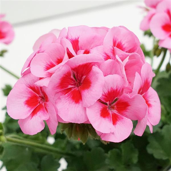 Zonal Geranium Sunrise™ Rose+Big Eye - Bloom