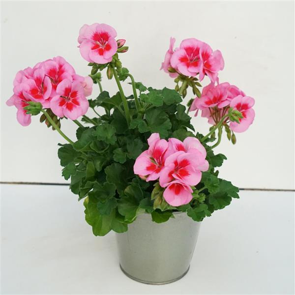 Zonal Geranium Sunrise Rose+Big Eye - Container