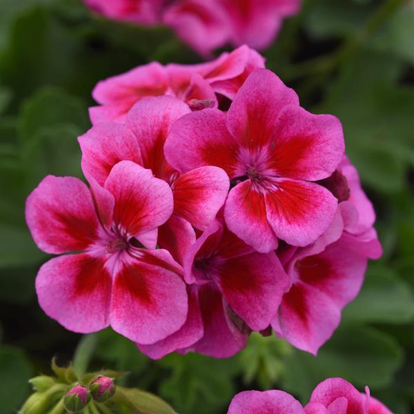 Zonal Geranium Sunrise™ Purple+Big Eye - Bloom