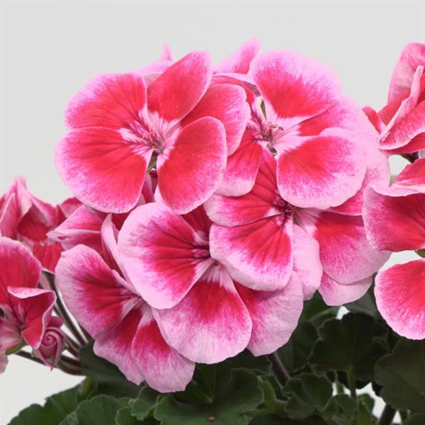 Zonal Geranium Sunrise Ruby+Fringe - Bloom