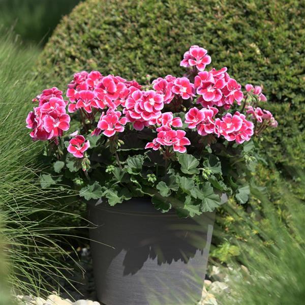 Zonal Geranium Sunrise Ruby+Fringe - Container