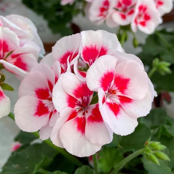 Zonal Geranium Sunrise™ White+Zest - Bloom