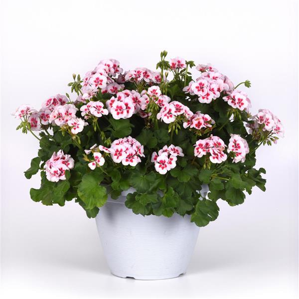 Zonal Geranium Sunrise White+Zest - Container